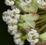 Whorled milkweed